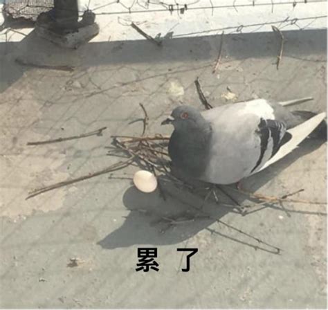 鴿子死在陽台風水